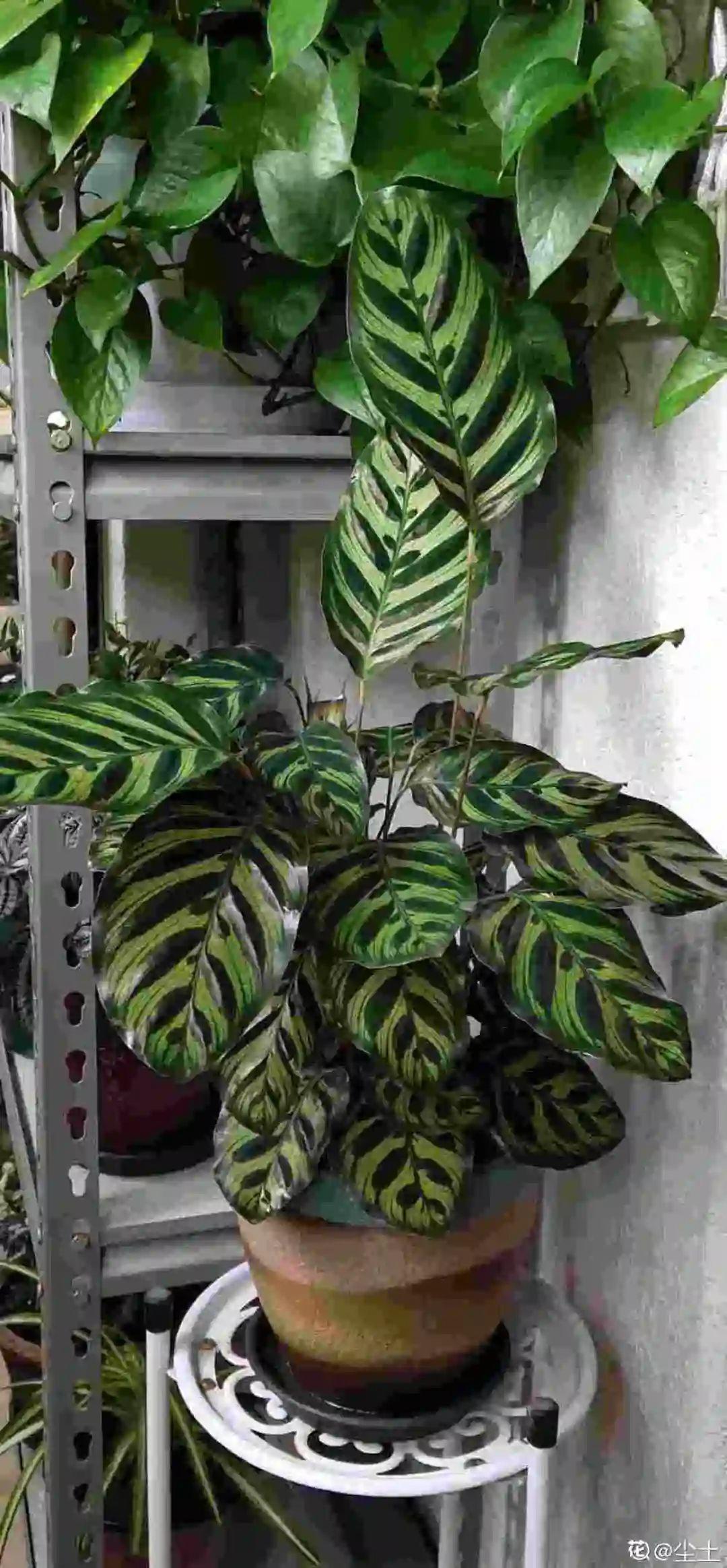 鸭掌木|15种大型绿植,净化空气除异味,摆客厅太气派!