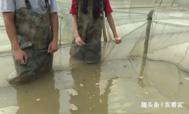 养殖|过去一捡几十斤,爆炒是美味,如今有人专门养殖,却没什么人爱吃