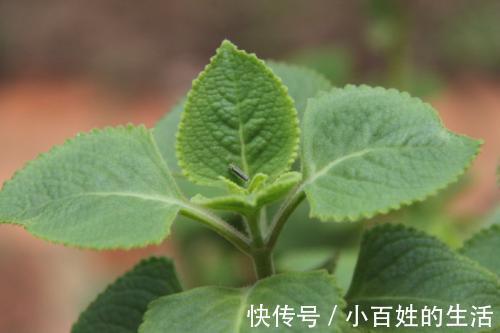 野草|农村一种芳香野草,是民间治病良药,治疗口臭有奇效