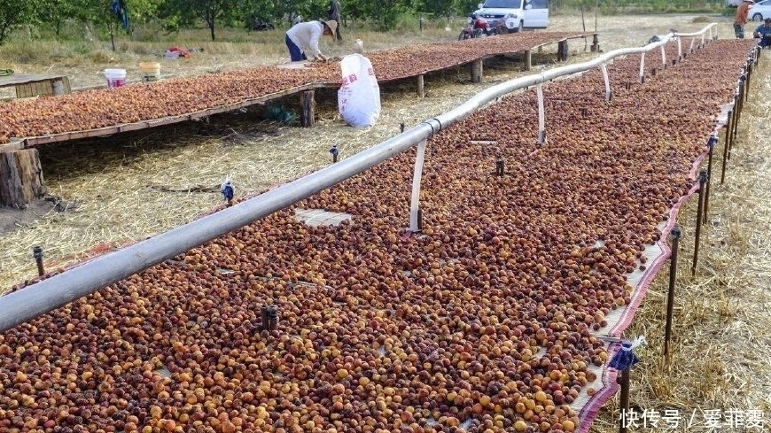 鲜果|北方奇特野果,新鲜无人摘,风干后人人抢,40一斤成“发财果”