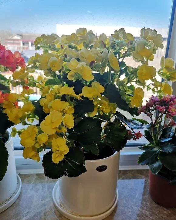 4种花好看但是“难养”，老手不敢养，新手养不好，别轻易入坑