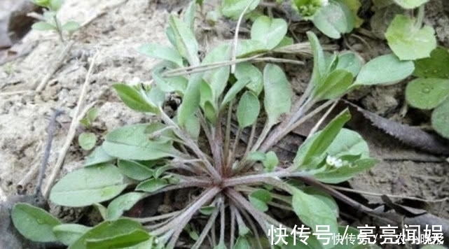 食用价值|农村一种常见植物俗称“附地菜”，既能食用也能药用，价值珍贵