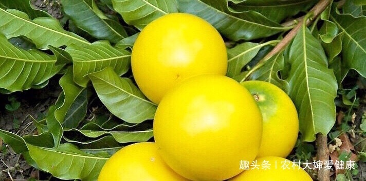 子宫|大自然的“补血果”找到了,女性多食,消毒子宫,防止妇科病