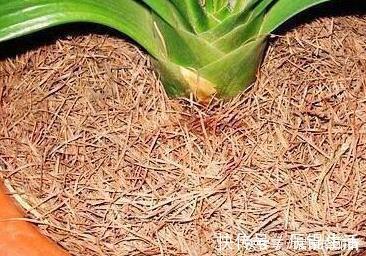 君子兰用这个土来养,根系肥壮,叶子又厚又亮,花开的越来越多