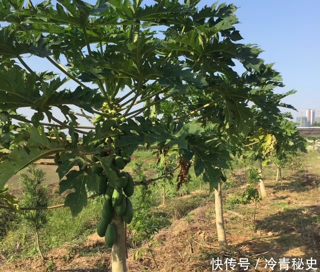 忙种|芒种——又叫“忙种”,是 二十四节气中的第九个节气