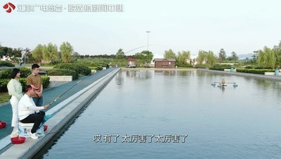 一半灿烂嫣红,一半明媚鹅黄!万里挑一的睡莲冠军,这里都能看到