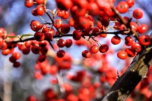 五味子|肝不好不可以吃南瓜？医生提醒：肝脏损伤，“2种”食物需要少吃