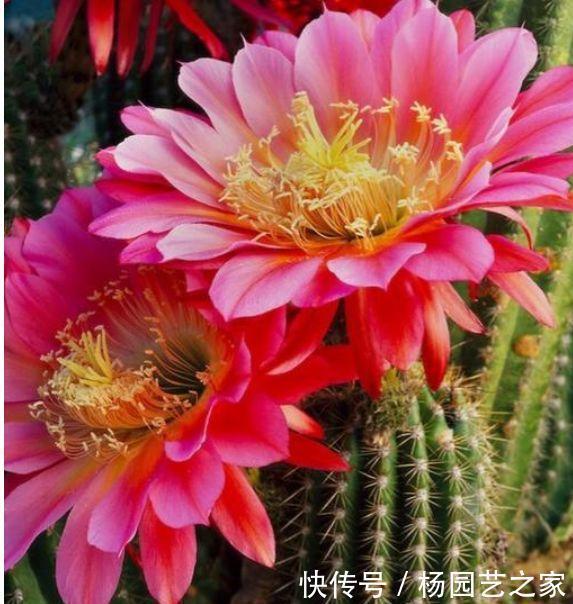 叶杯|4种花养家里,旺运又招财,财源滚滚,养在阳台极美了