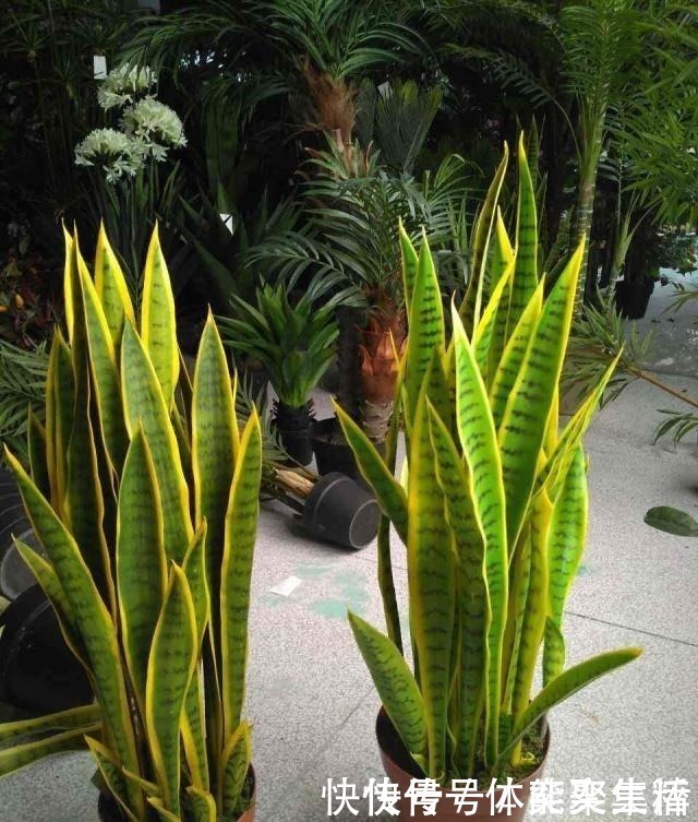 养护|春养虎皮兰，4点“伺候好”，才能长高高，开花特仙气，好运临门！