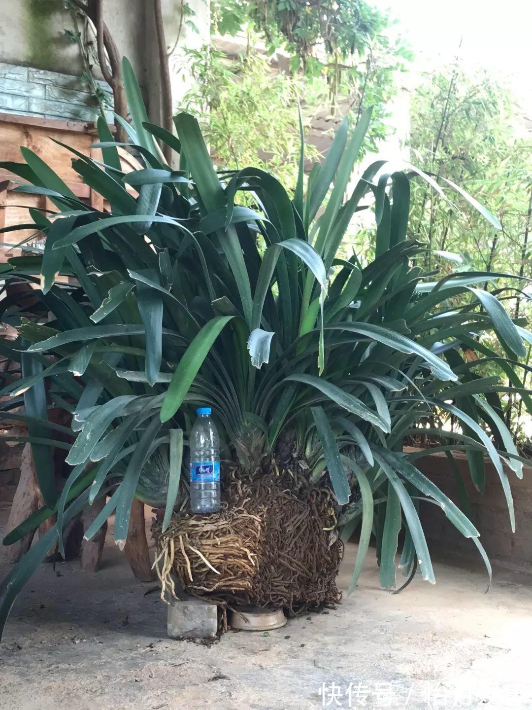 花也能成精,养成巨无霸,一次开花50朵,比小孩还高!