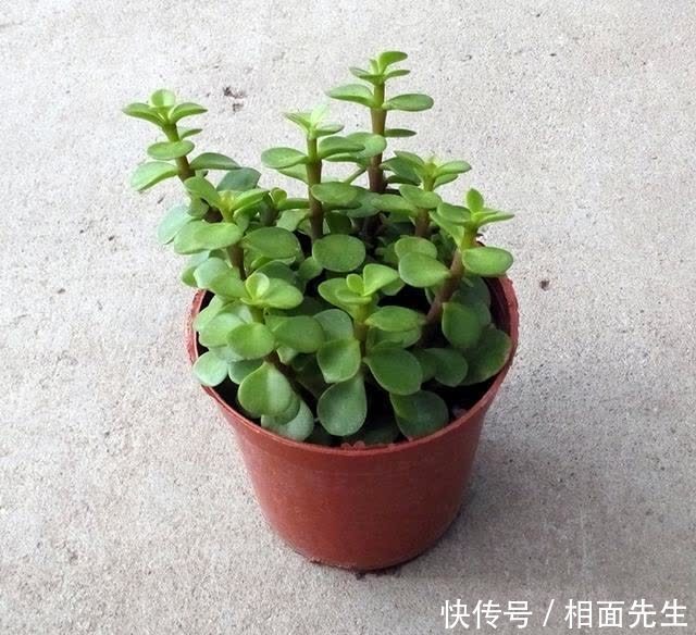 金枝玉叶金莹剔透,养护有技巧,学一学