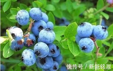 黑木耳|想长寿先排毒,要坚持吃3种食物,排毒养颜、有益健康!