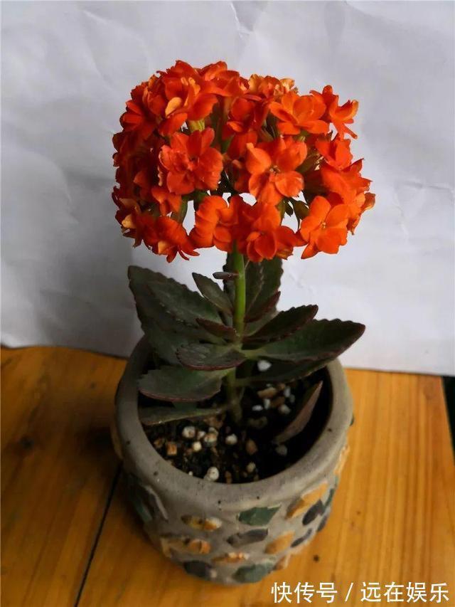 养护|养长寿花“咔嚓”几下,开花就像“棒棒糖”,养2年变“老桩”