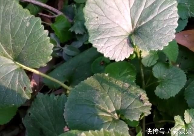 长细叶子植物图片