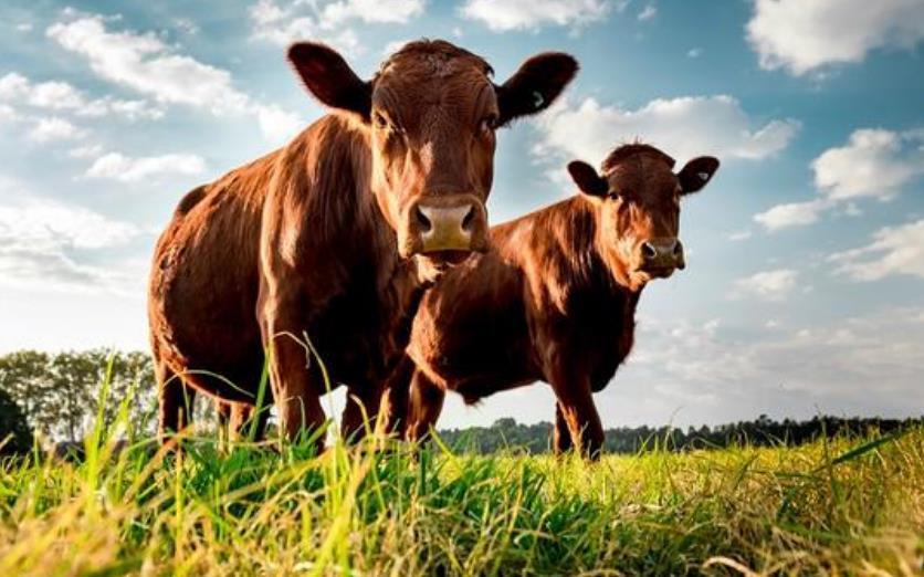 木兰|小学生读完《木兰诗》提个问题，家长乐了，老师：别笑，有大学问