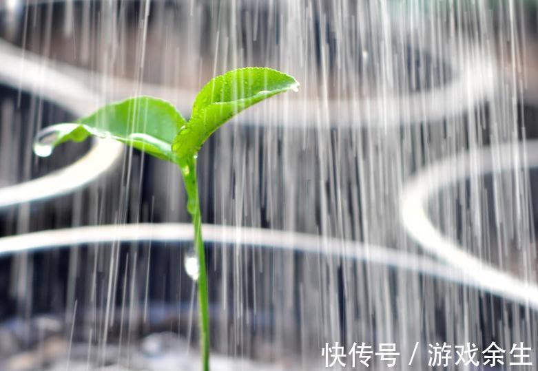 盆土板结怎么办,养花一定要有好土,你都了解过嘛