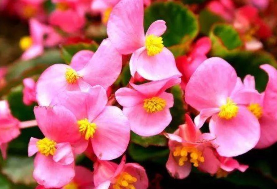 阳台上|4种花很耐养，沾土就能活，家里养一盆，招财又纳福！