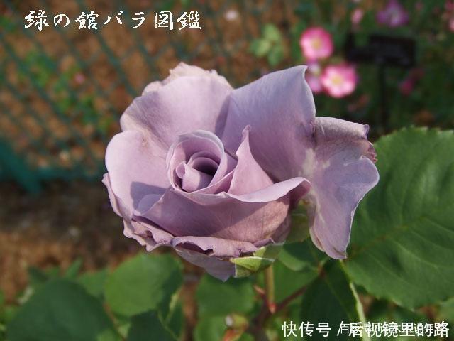 20款紫色月季品种。浓香、抗病非常好养,天然紫色唯美盛开