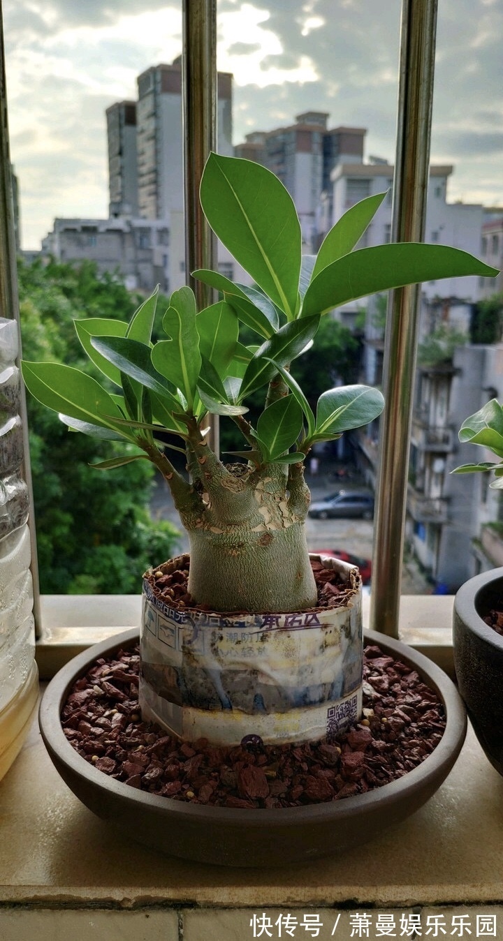 浇水|8种“漂亮花”,冬天要“虐着养”,越虐越健康,不然很难过冬