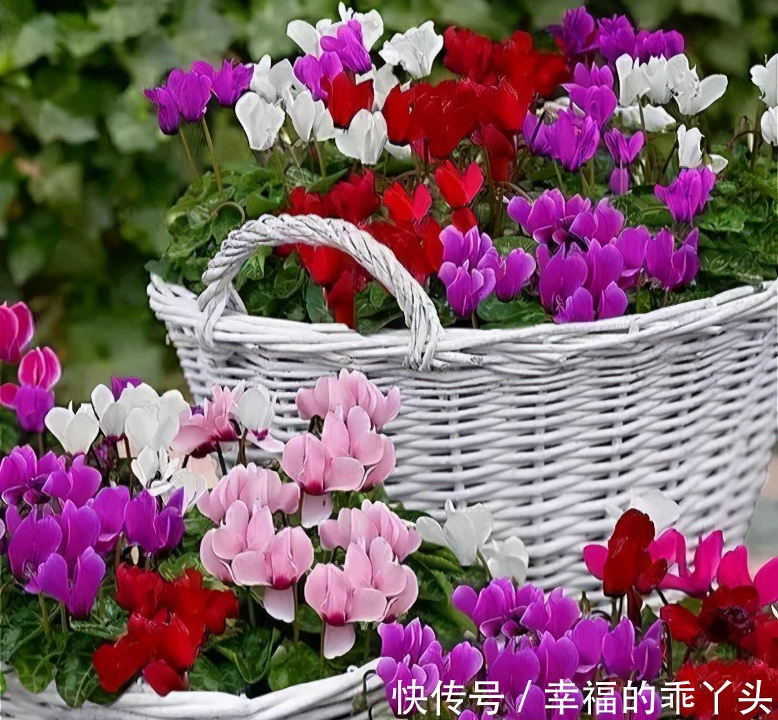 5种“耐寒花”，好看不怕冻，低温也能爆花，一直开到初夏