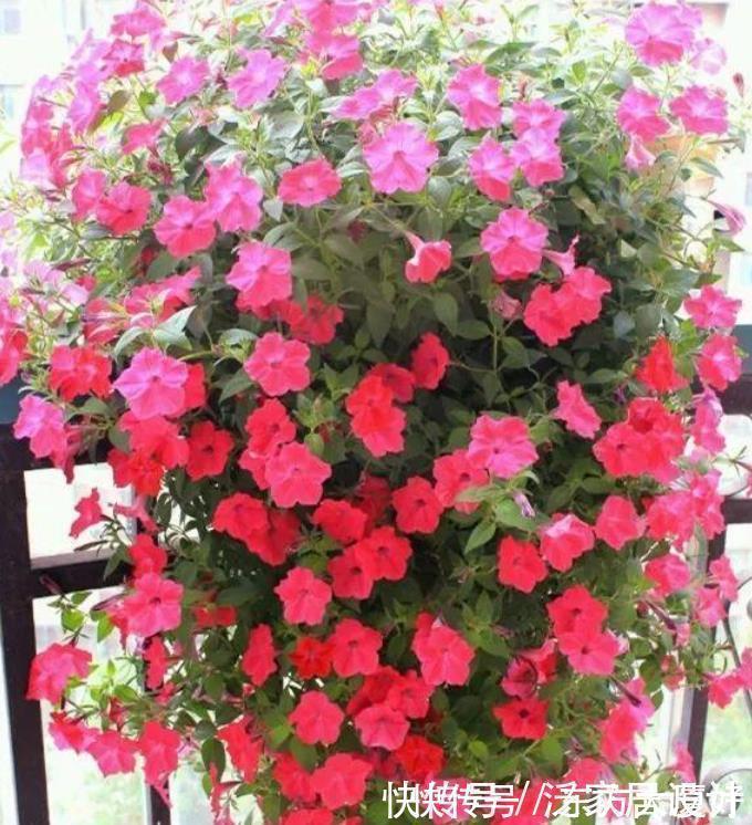 养花就养4种花,好养易活花量大,养上一盆四季欣赏,好养还不贵