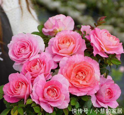植株|5种微型月季,好养又好看,植株矮小花量大,是阳台盆栽佳品!