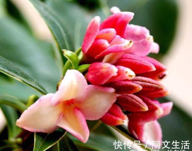 此花姿态婆娑潇洒,散发着一种诱人心魂的芳香,寓意为祥瑞与吉利