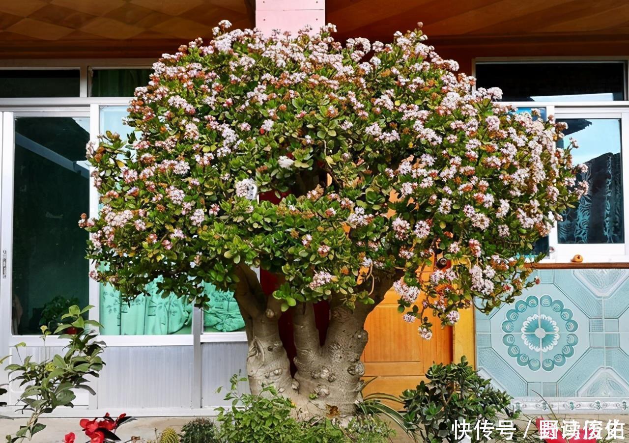 修剪|4种花,就是欠修理,不修不剪不成器,越剪越旺花越爆