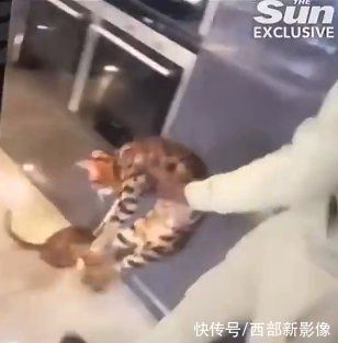 祖马|祖马虐猫事件发酵!赞助商中止与西汉姆合作，球员或面临监禁