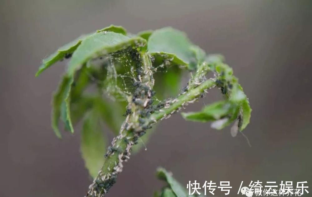 果皮|花盆里插1根筷子，解决了养花人的大难题，快试试看！