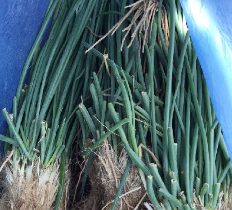 这三种植物可以完全代替葱、姜、蒜，并且做出的菜品味道也不差