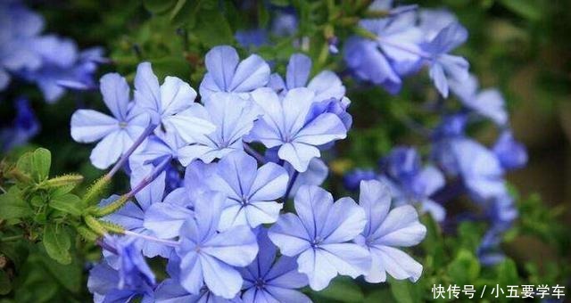 这些花淋雨就成“落汤鸡”，下雨最好搬屋里，否则花期减半！