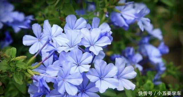 这些花淋雨就成“落汤鸡”,下雨最好搬屋里,否则花期减半!