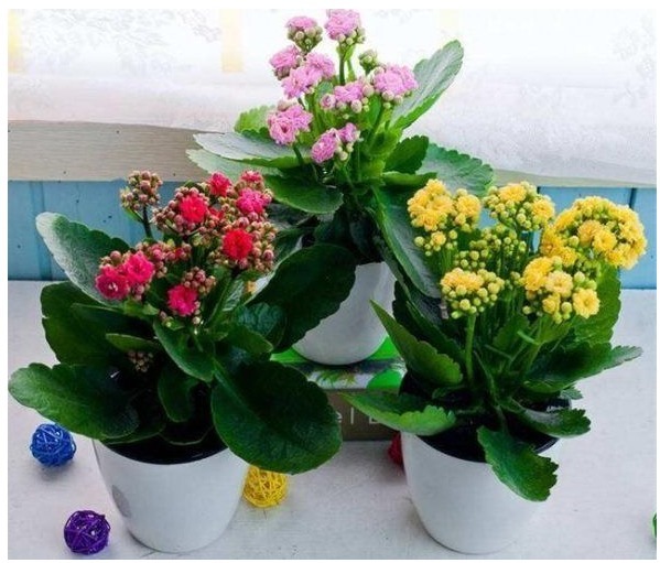 花店老板不会告诉你以下几种花叶子沾土就生根,养1盆可变多盆