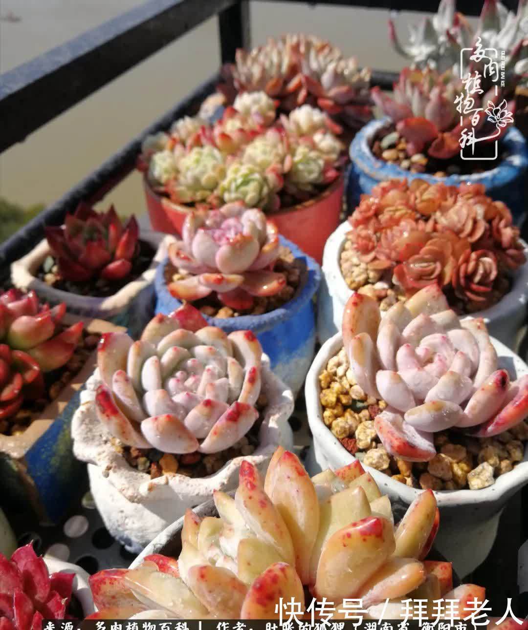 养多肉，我们到底养的是什么？