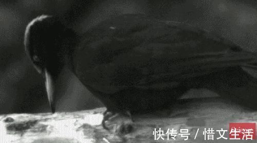 啄木鸟|啄木鸟的嘴会卡在木头里拔不出来吗?