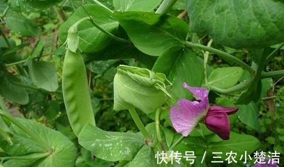 荷兰豆|荷兰豆容养颜、减肥瘦身，农民种植只需四点，收获高产优质荷兰豆