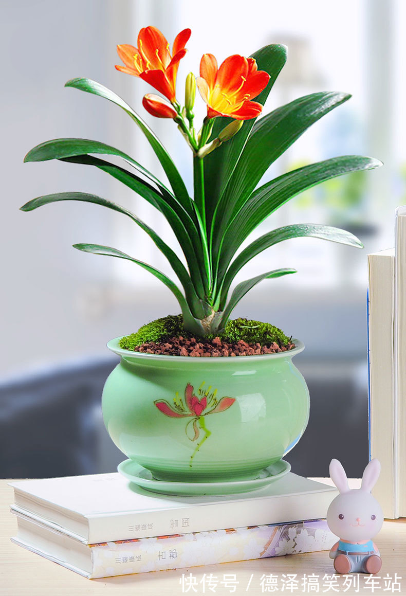 虎皮兰|九大“健康花”,建议大家养一盆,干净漂亮又吉祥