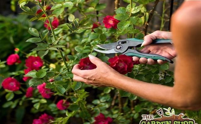 月季花|月季开完花就僵苗、生病是为什么?月季花后护理,给玫瑰做个月子