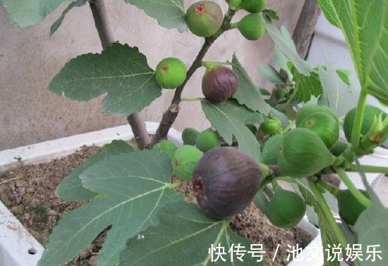 扦插|路边掰个枝,扦插一盆无花果,养在阳台,结果比“鸡蛋”还大
