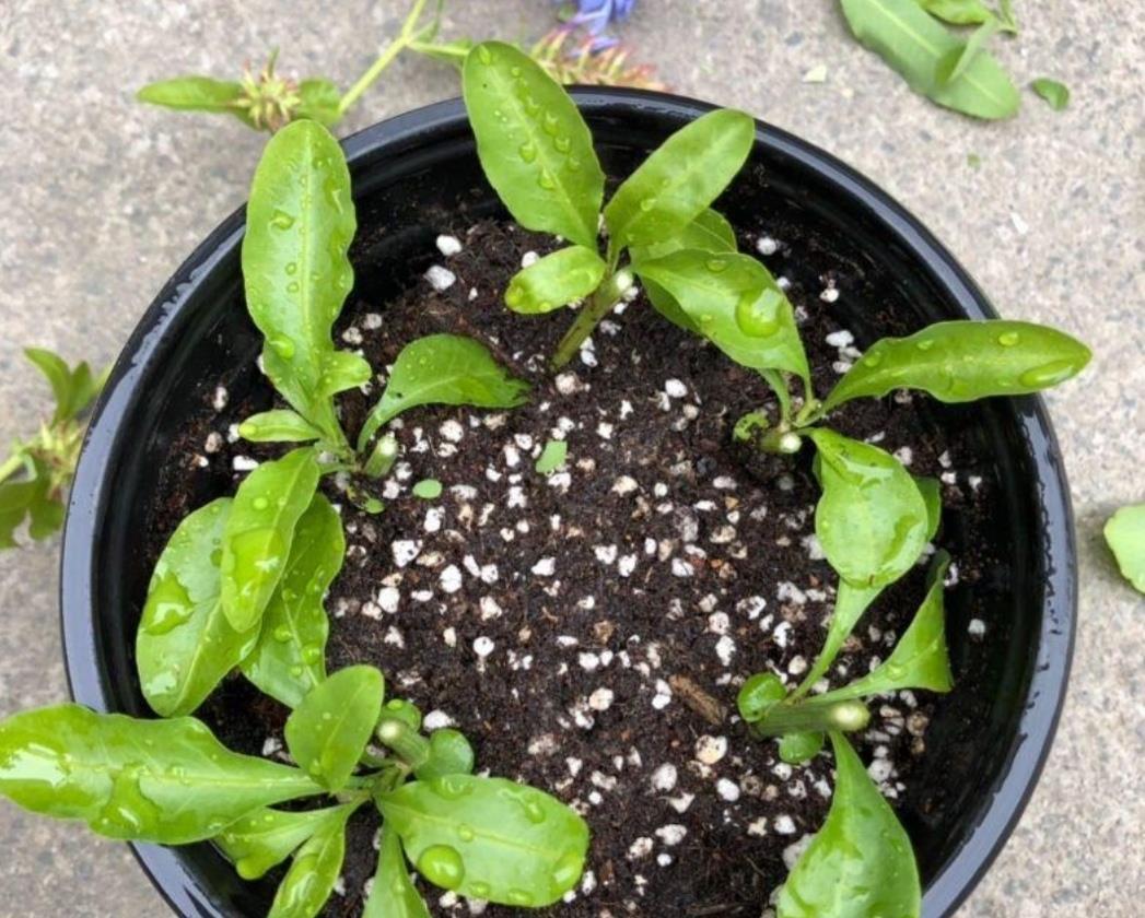 3种漂亮的花,剪个嫩枝就能繁殖,生根速度快