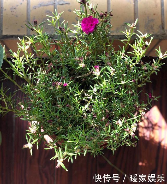 太阳花开花少有1个“小技巧”,开花量大10倍,秋天花儿开不停