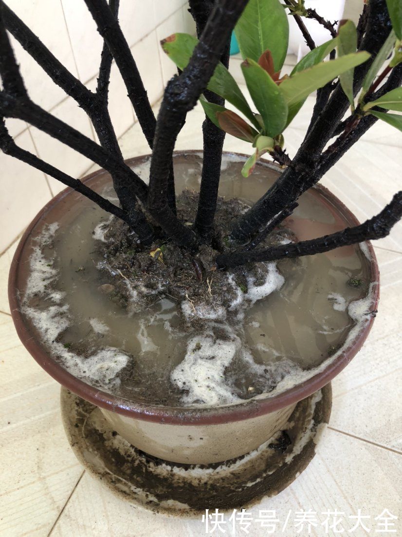 懒人扦插法，轻松就能完成，成活率还老高