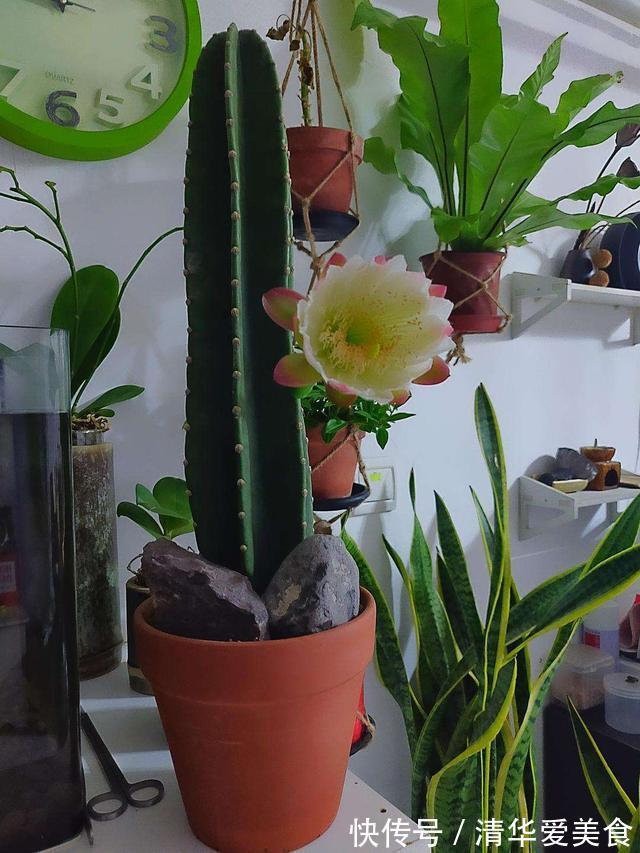 室内想养“大盆镇宅花”,建议从这10种里面选,听名字就很霸气