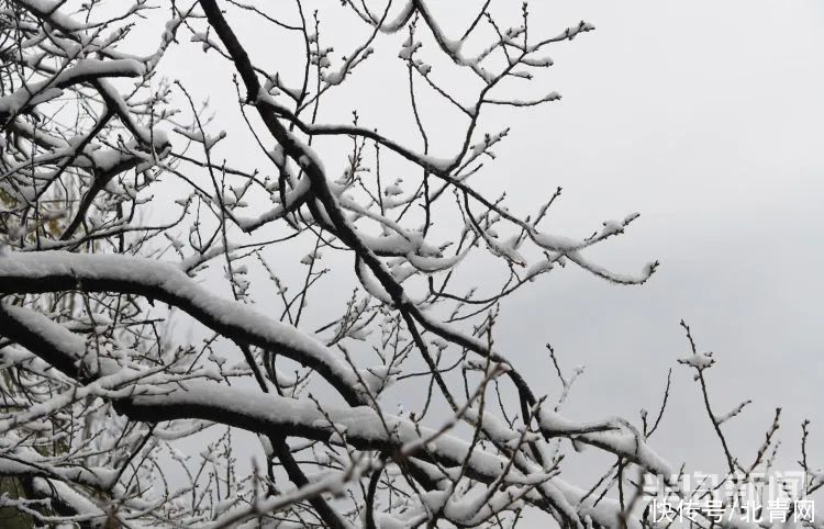 肖枫|你那里是下雨还是下雪？今天，同在青岛，却仿佛不在一个季节...