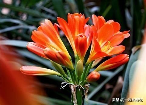 最厉害的养花营养液给君子兰喂一勺,四季油绿,秋凉早开花