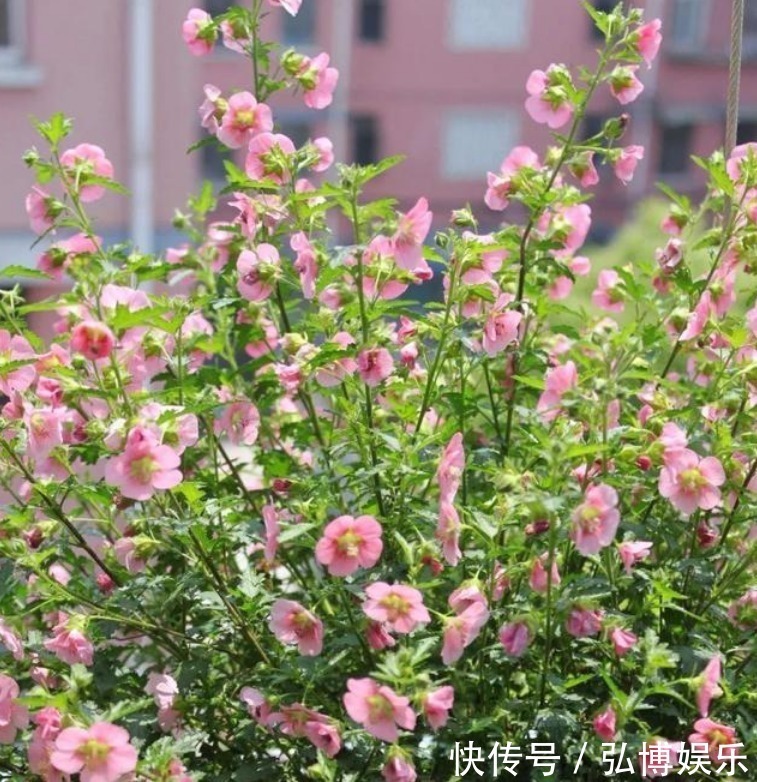 木槿|4种花是花中“大美女”,开花美长势旺,黄绿交辉,内敛美