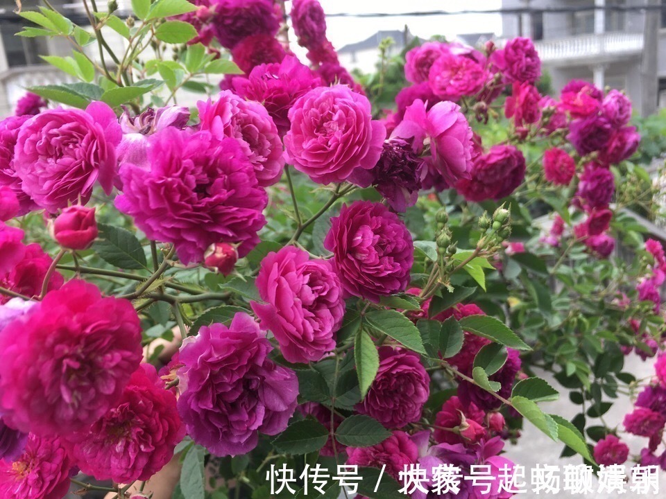 花卉|3个养花“小技巧”,越早知道越好!养花百分百成活,1分钟学会