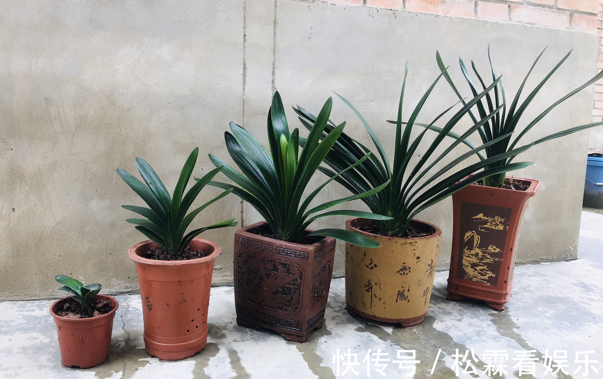 君子兰叶片发黄乱糟糟只需换个位置，叶片绿油油，规律似蒲扇