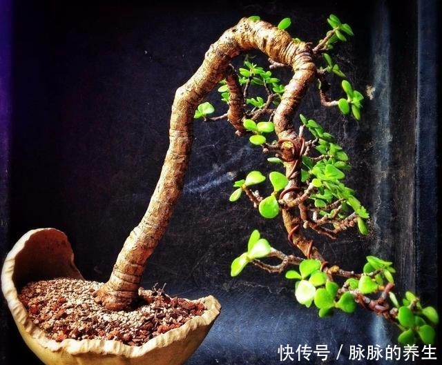 过年养盆“金枝玉叶”寓意好,盆景造型颜值高,越养越有钱!